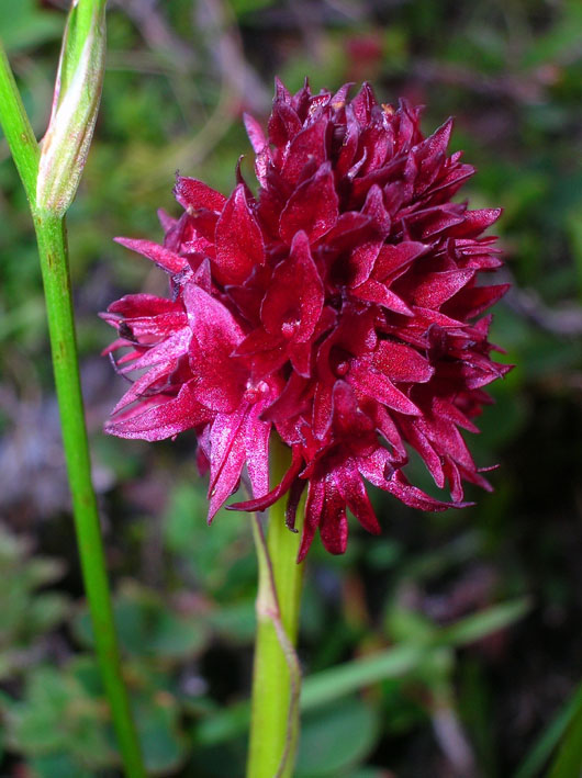 Nigritella rhellicani / Nigritella comune