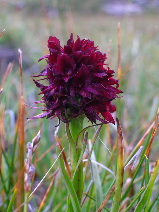 Nigritella rhellicani / Nigritella comune