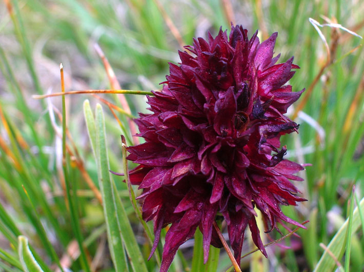 Nigritella rhellicani / Nigritella comune