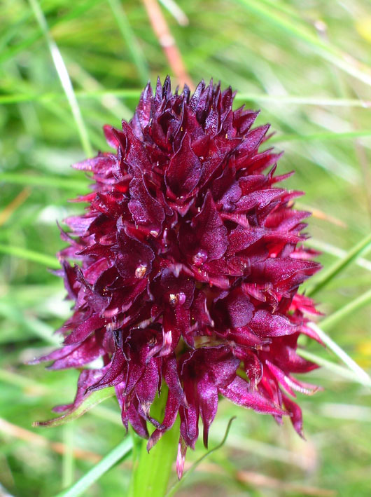 Nigritella rhellicani / Nigritella comune