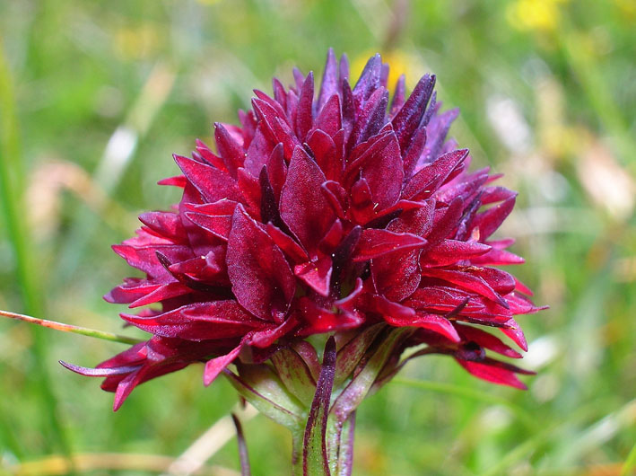 Nigritella rhellicani / Nigritella comune