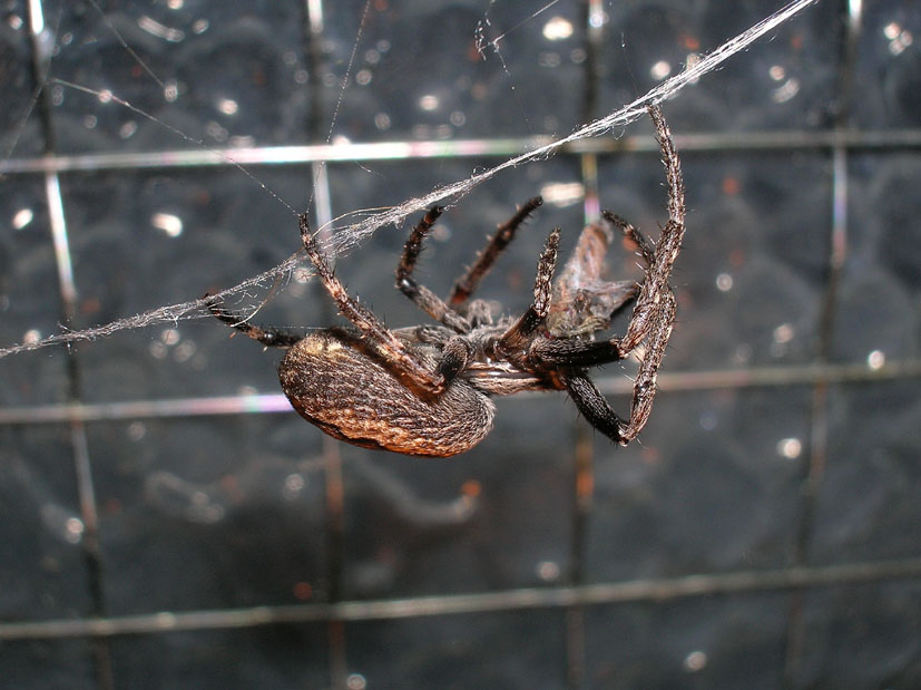 Bestione sul balcone.....Nuctenea umbratica femmina