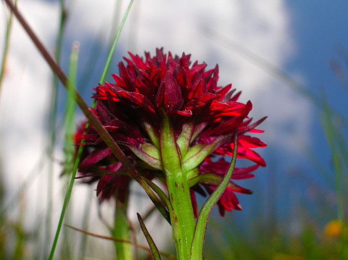 Nigritella rhellicani / Nigritella comune