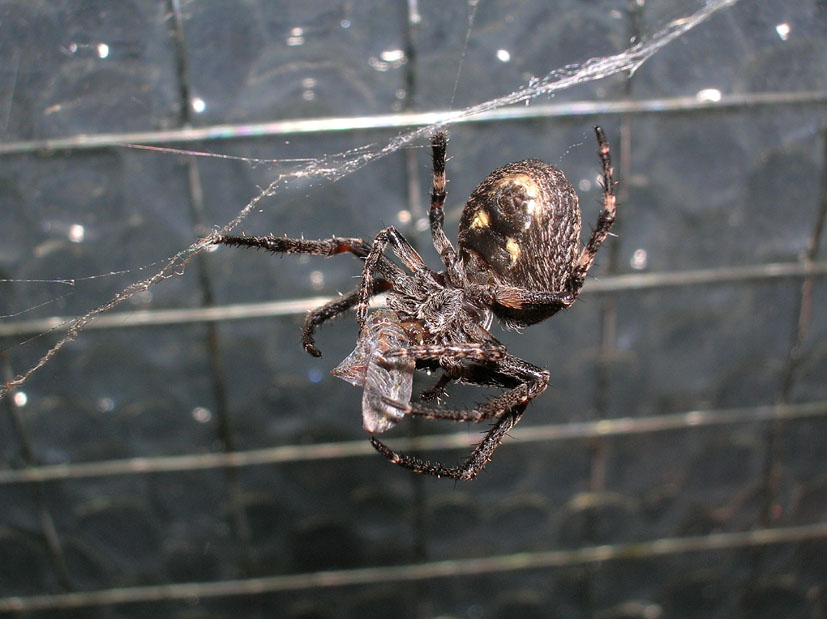 Bestione sul balcone.....Nuctenea umbratica femmina