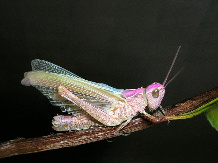 Cavalletta rosa e muta in diretta! Chorthippus brunneus