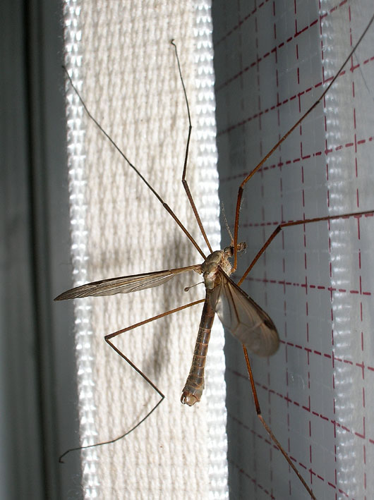 Tipula