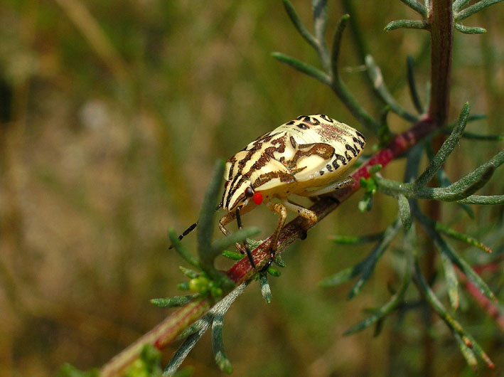 Carpocorus purpureipennis ?