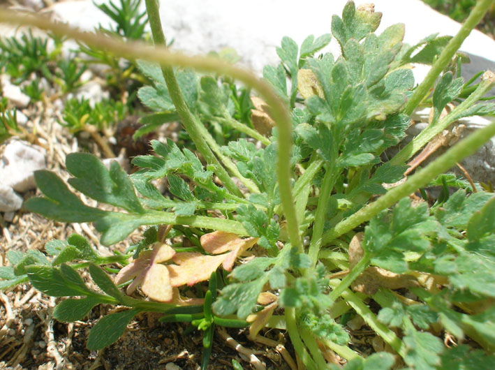 Papaver alpinum / Papavero alpino