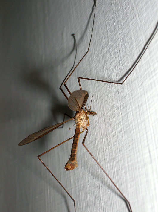 Tipula