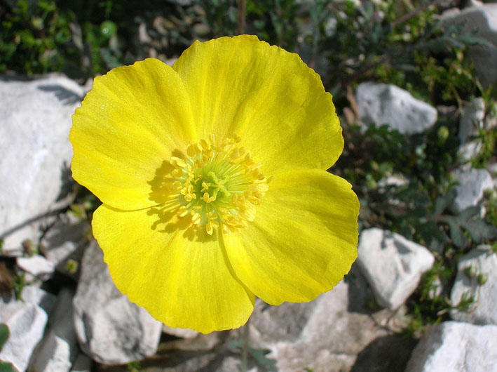 Papaver alpinum / Papavero alpino