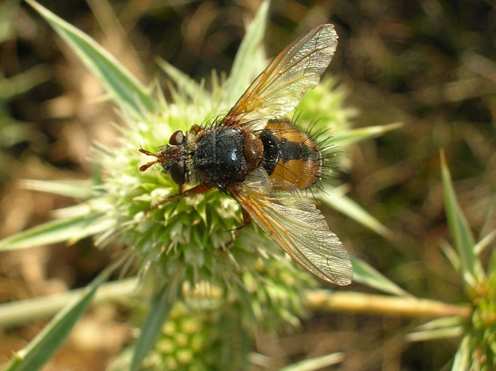 Dittero per Sarah; Tachina fera