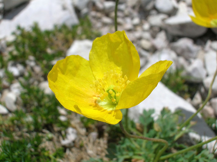 Papaver alpinum / Papavero alpino