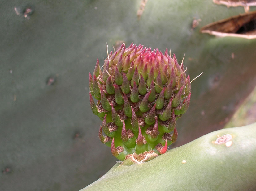 Opuntia ficus-indica / Fico d ''India