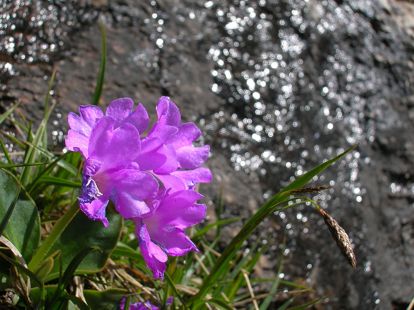 Primula hirsuta / Primula irsuta