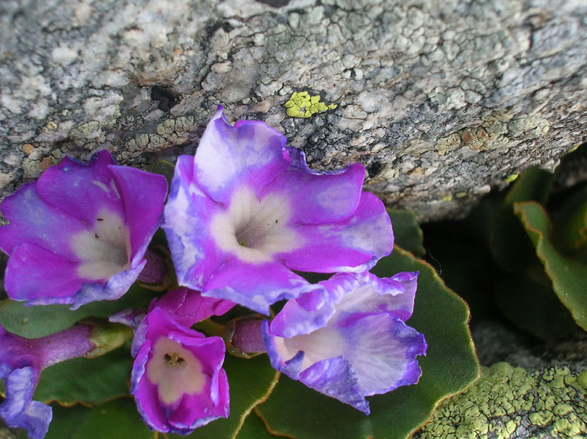 Primula hirsuta / Primula irsuta