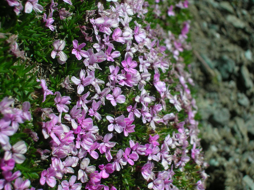 Silene acaulis / Silene a cuscinetto