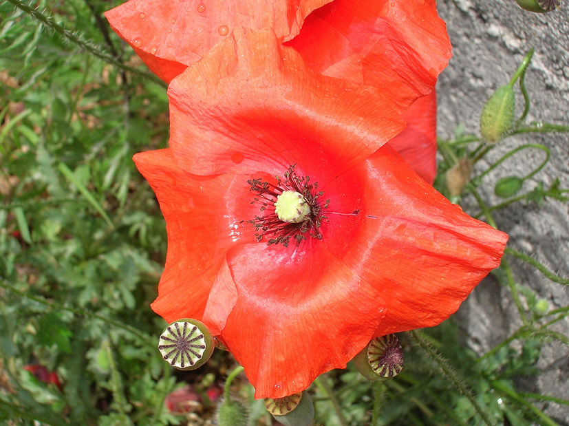 Dove sono finiti i papaveri? Papaver rhoeas