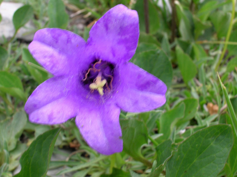 Campanula alpestris / Campanula occidentale