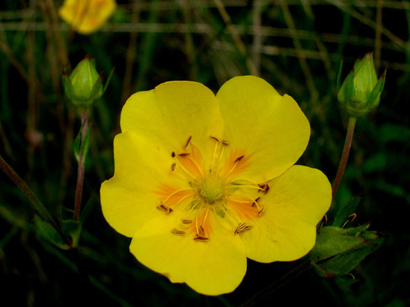 Ancora un fiore di montagna....Potentilla