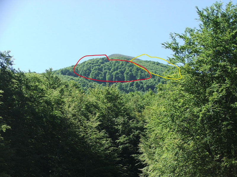 Tagli nel Parco Nazionale del Pollino