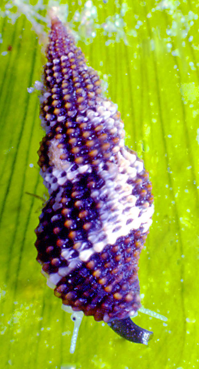 Raphitoma sp.