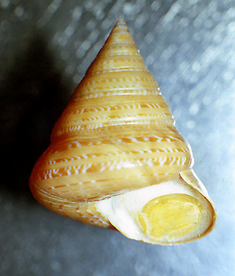 Calliostoma laugieri 1-2