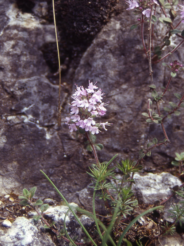 Lamiacea (=Labiata)- Tymus sp.