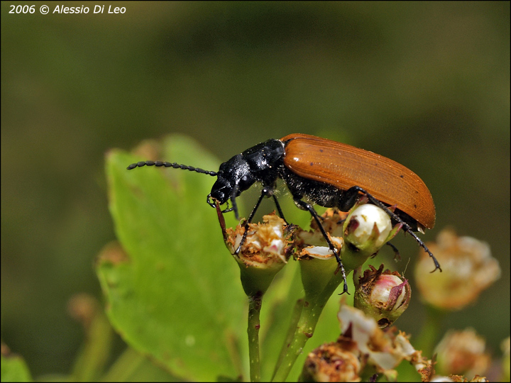 Coleottero: Omophlus lepturoides