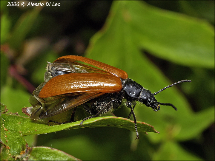 Coleottero: Omophlus lepturoides