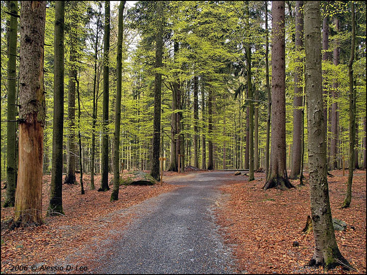 Foresta (bavarese)