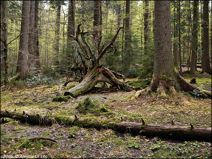 Foresta (bavarese)