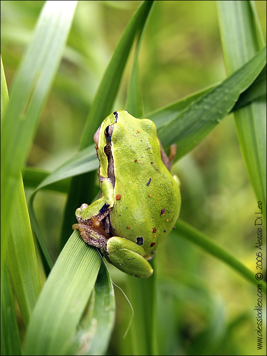 Hyla intermedia