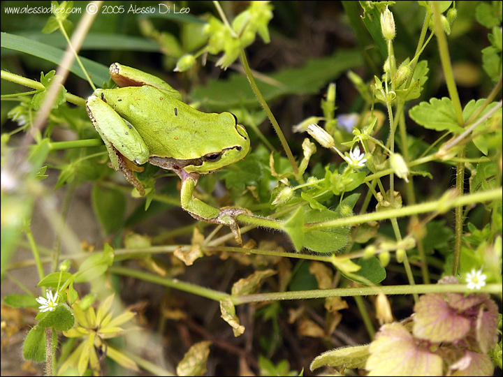 Hyla intermedia