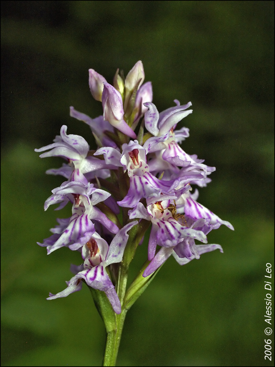 Dactylorhiza maculata