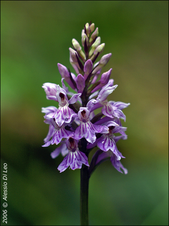 Dactylorhiza maculata