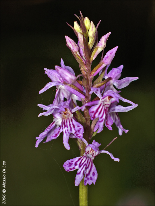 Dactylorhiza maculata