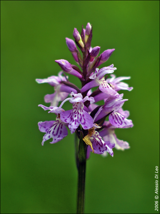 Dactylorhiza maculata