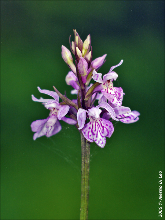 Dactylorhiza maculata