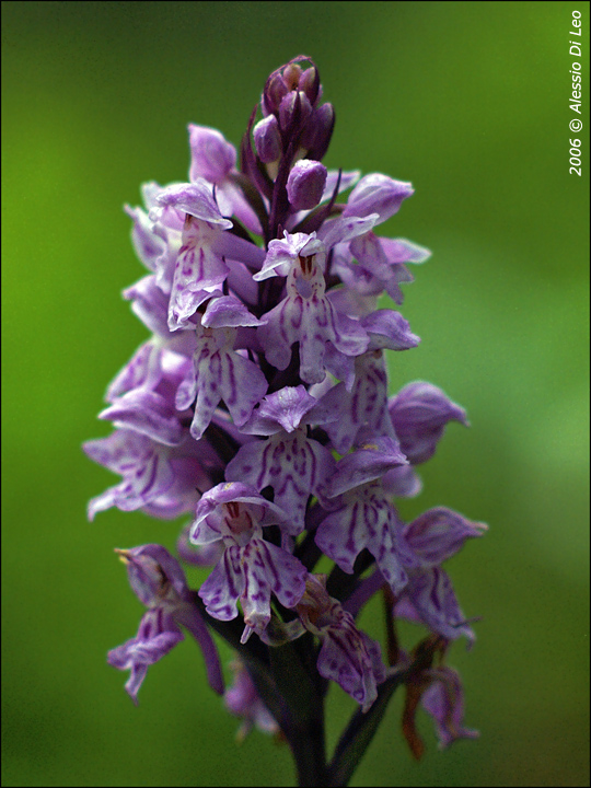 Dactylorhiza maculata