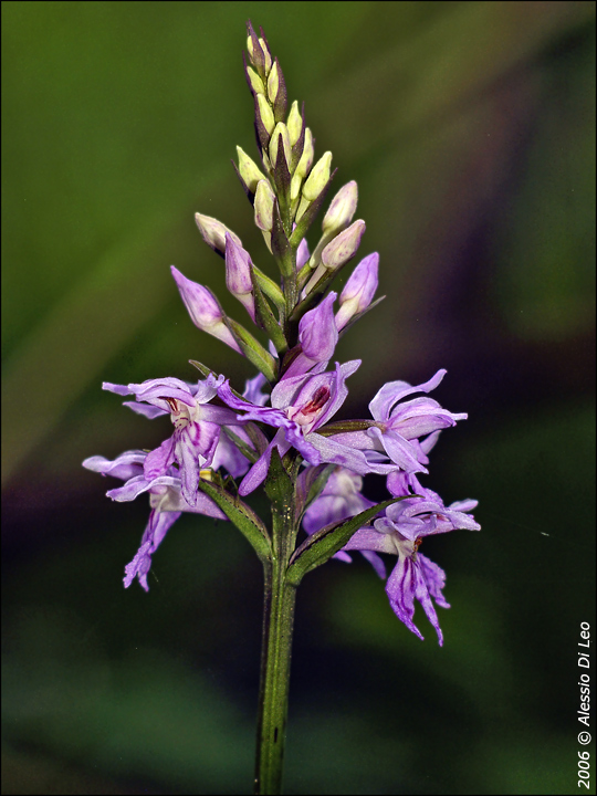 Dactylorhiza maculata