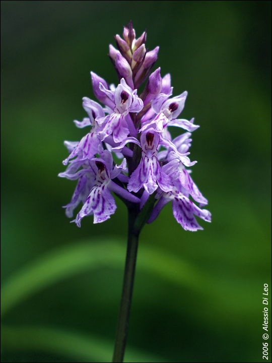 Dactylorhiza maculata