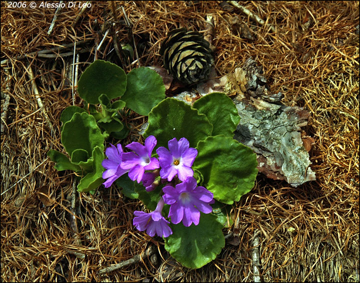 Primula hirsuta / Primula irsuta