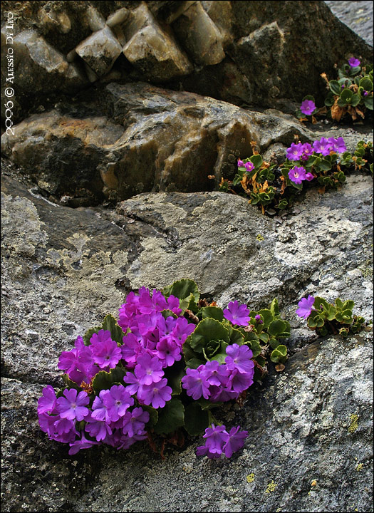 Primula hirsuta / Primula irsuta