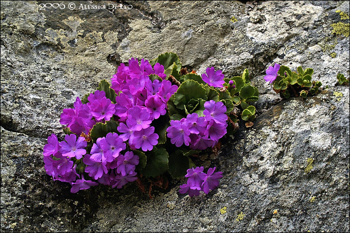 Primula hirsuta / Primula irsuta