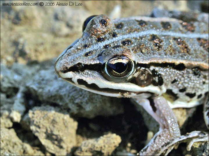 Rana temporaria