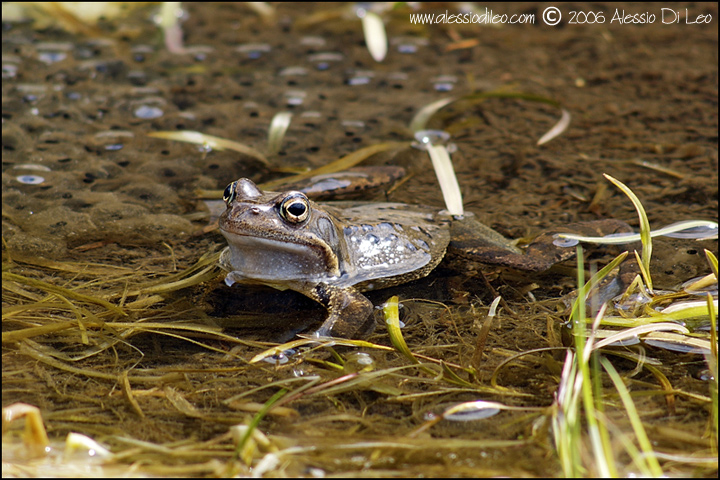 Rana temporaria