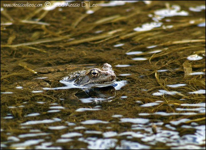 Rana temporaria