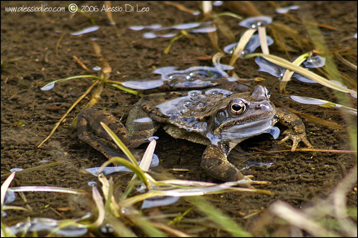 Rana temporaria