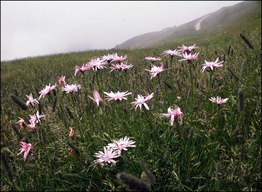 Scorzonera rosea / Scorzonera rosea