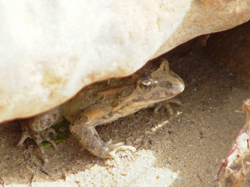 Discoglossus pictus